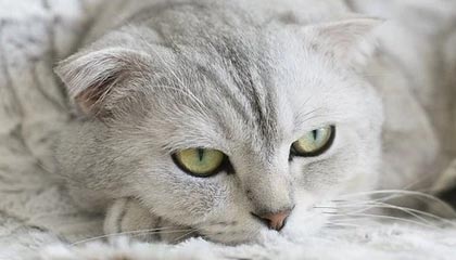 澳彩图库-频次汇总-学习中心,澳彩图库手机app官方版下载